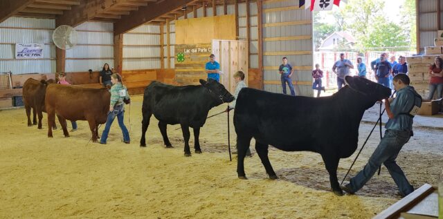 4H Cattle Show